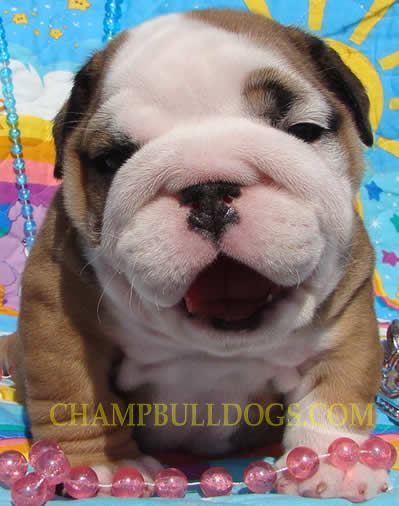 English bulldog Captain Hudson With Mystyle